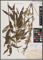 Salix burjatica Nasarow